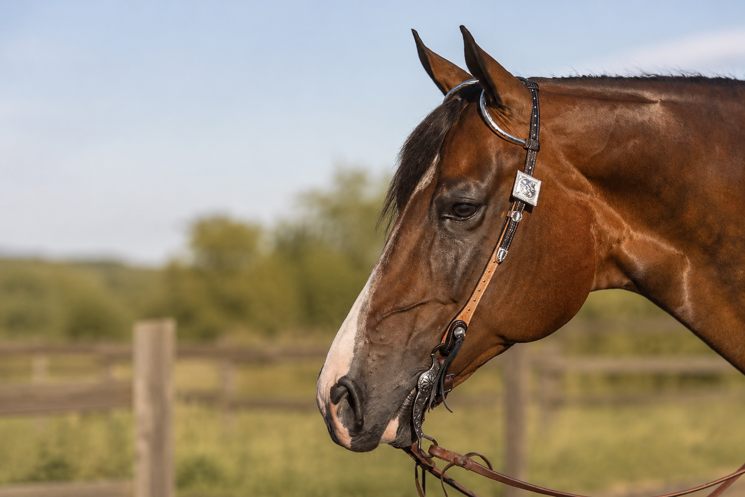 Kategoriebild_Trensen_Western