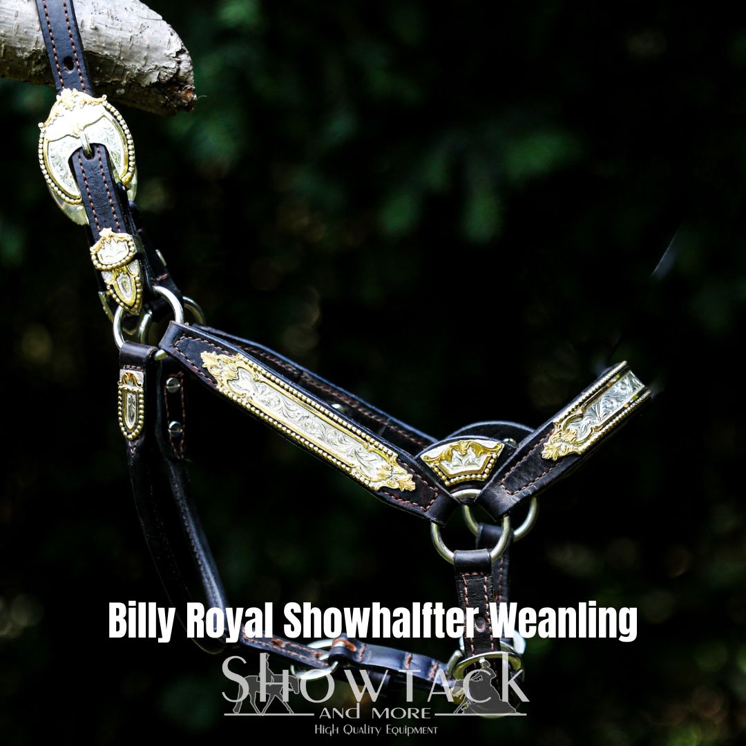 Billy Royal Showhalfter Weanling Black&Gold