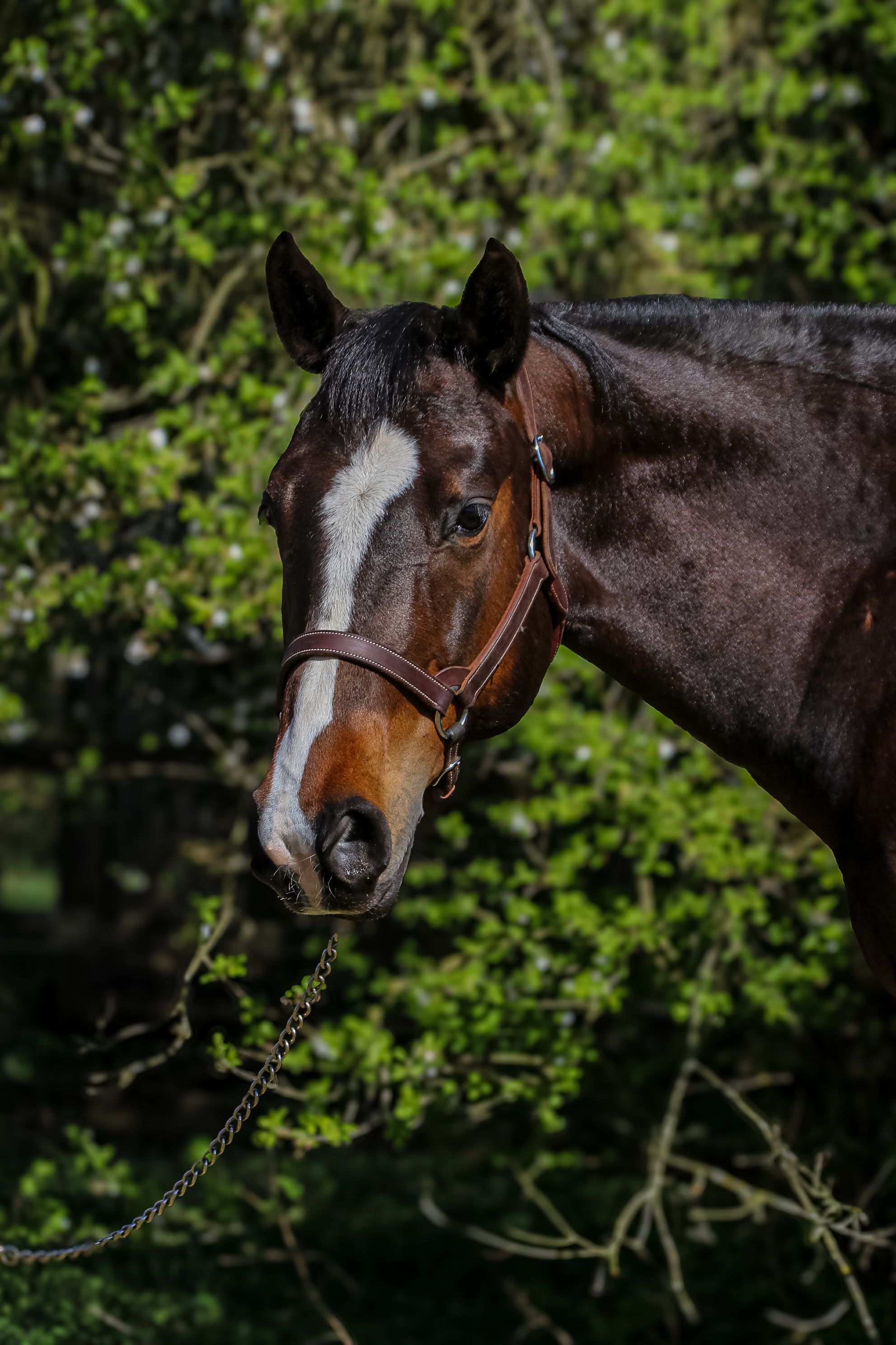 Lederhalfter Show Western Trainingshalfter