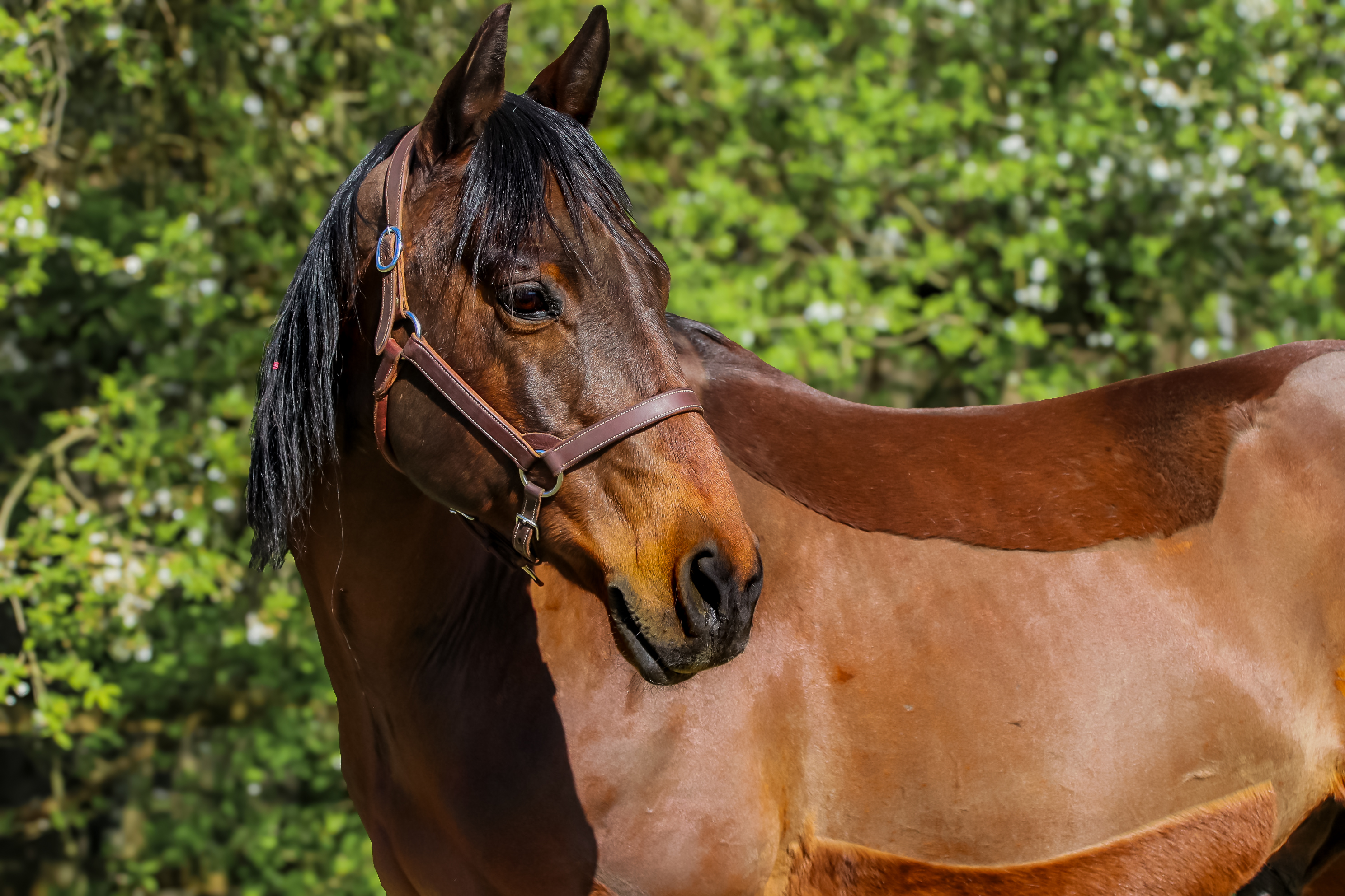 Lederhalfter Show Western Trainingshalfter