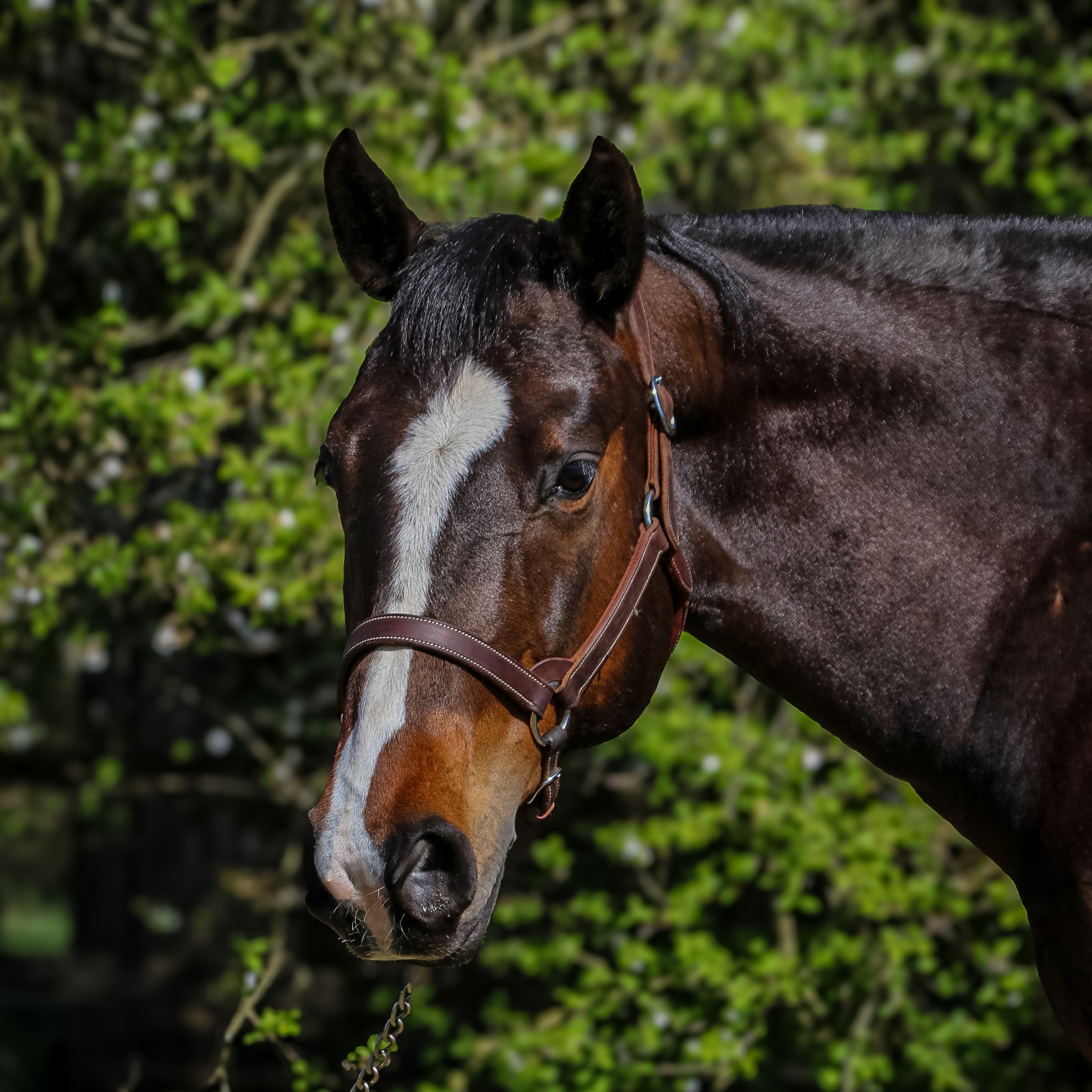 Lederhalfter mit Halfmoon fürs Showmanship-Training