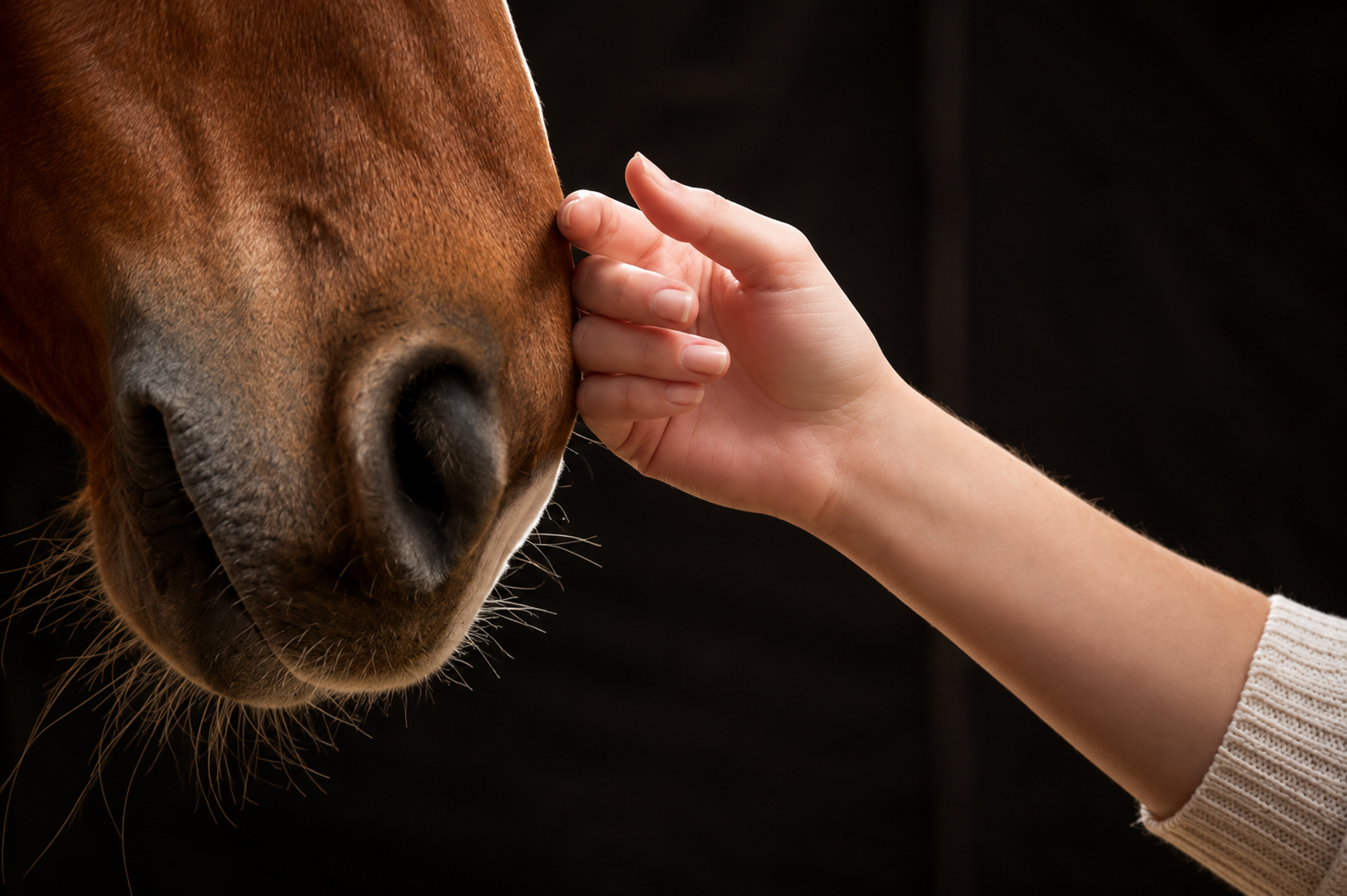 Therapie & Training